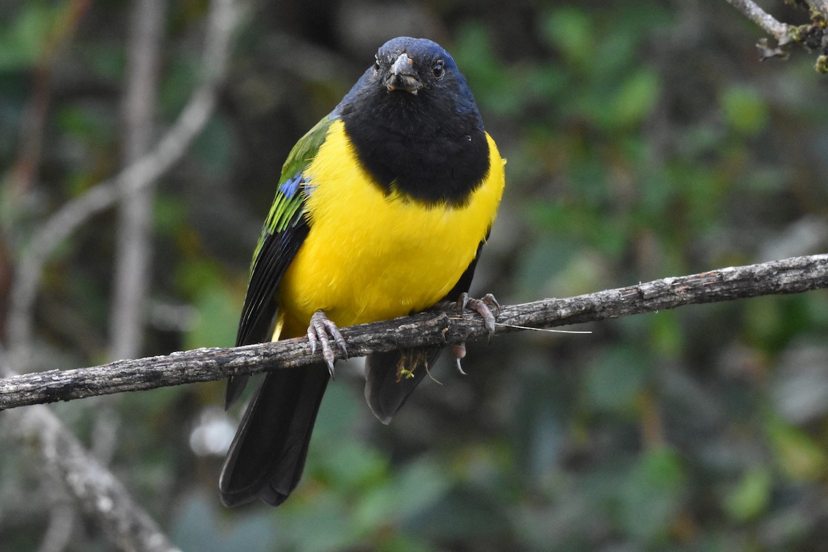 Black-chested Mountain Tanager - ML620463379