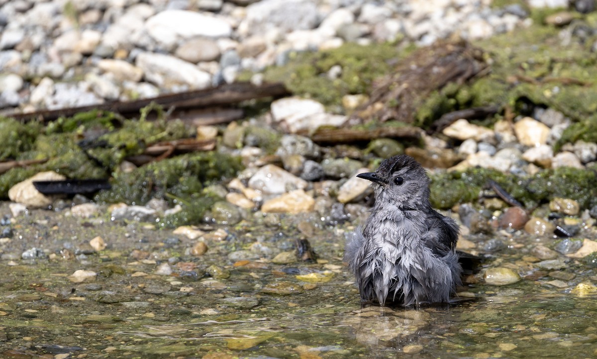 Gray Catbird - ML620463391