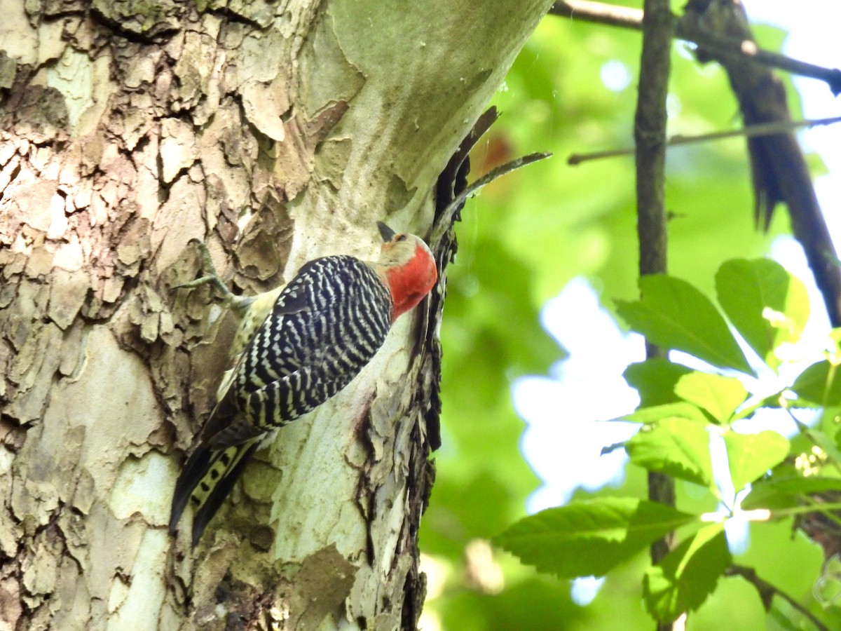 Red-bellied Woodpecker - ML620463392
