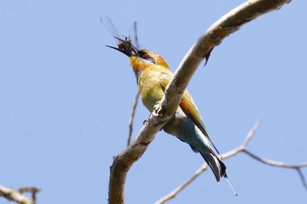 Rainbow Bee-eater - ML620463393