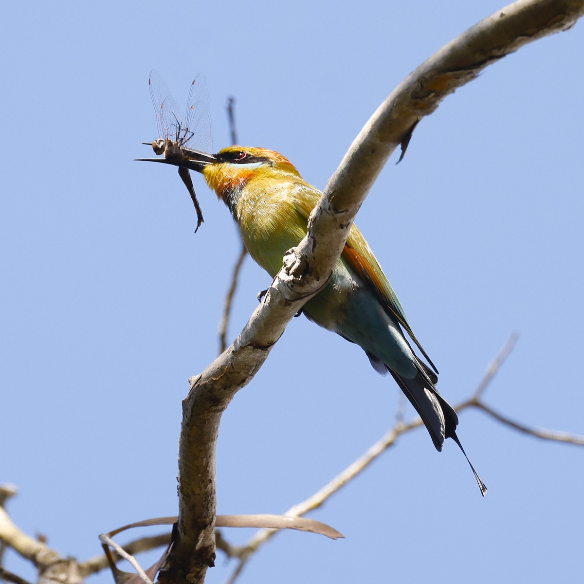 Rainbow Bee-eater - ML620463394
