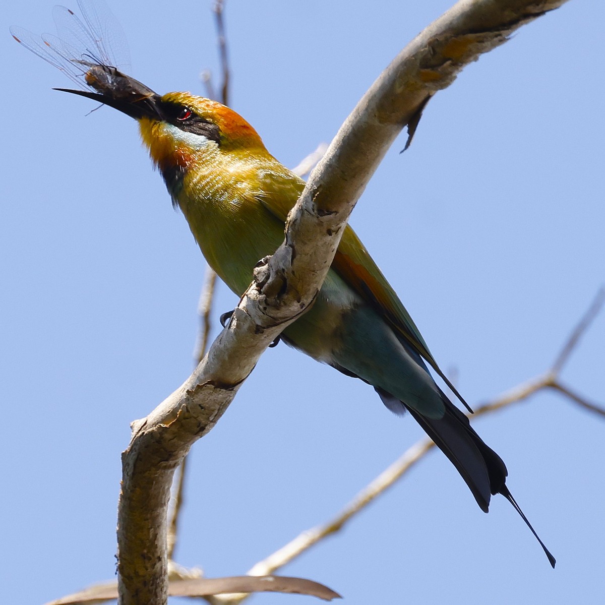 Rainbow Bee-eater - ML620463395