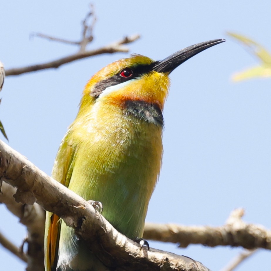 Rainbow Bee-eater - ML620463396