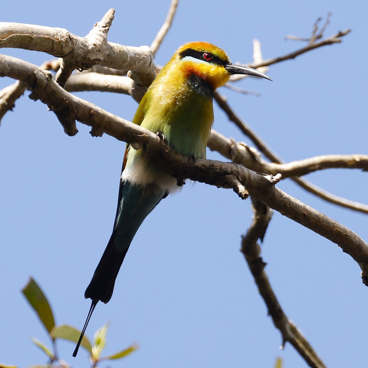 Rainbow Bee-eater - ML620463397