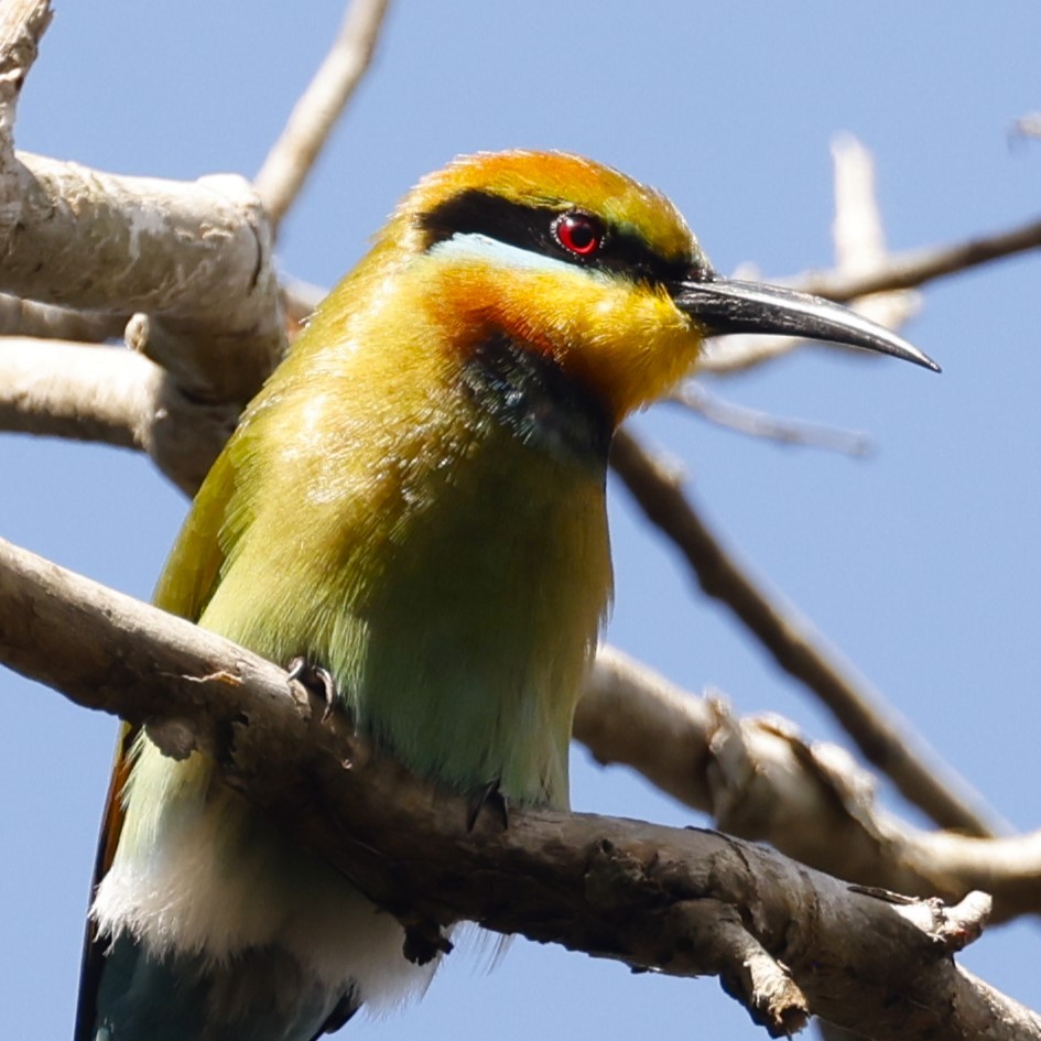 Rainbow Bee-eater - ML620463398