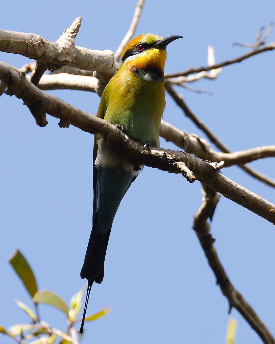 Rainbow Bee-eater - ML620463399