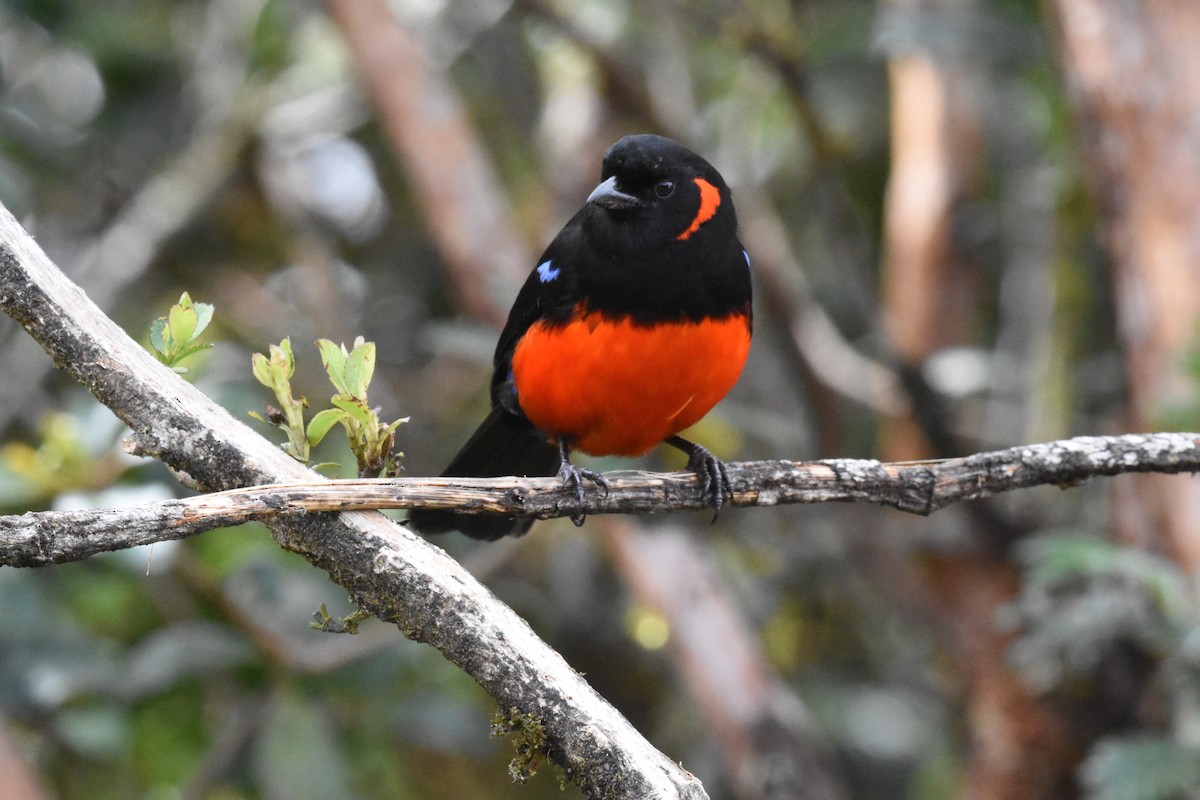 Scarlet-bellied Mountain Tanager - ML620463400