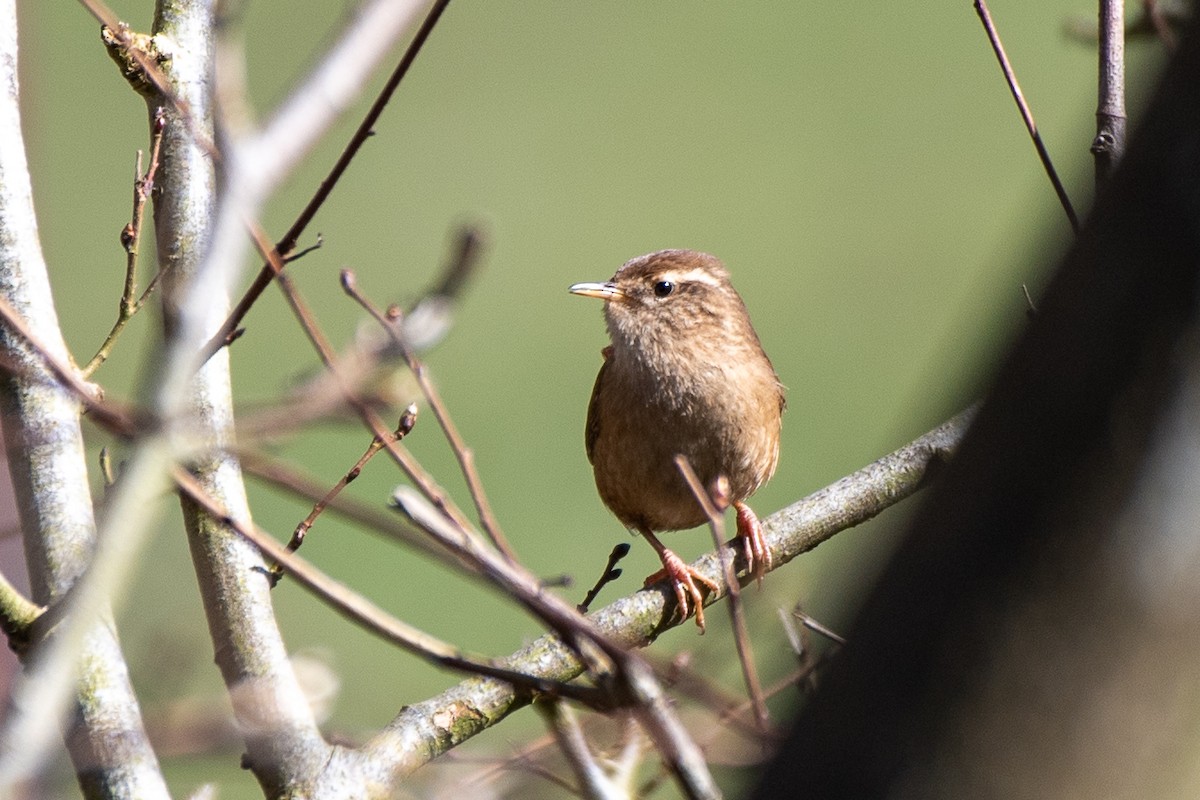 Eurasian Wren - ML620463405