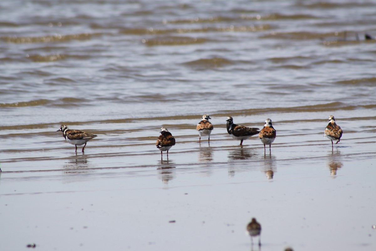 Ruddy Turnstone - ML620463408