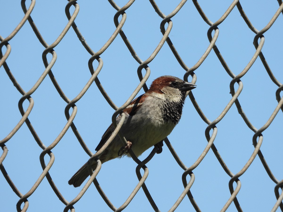 Moineau domestique - ML620463417