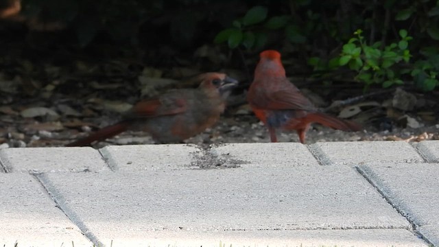 Cardenal Norteño - ML620463419