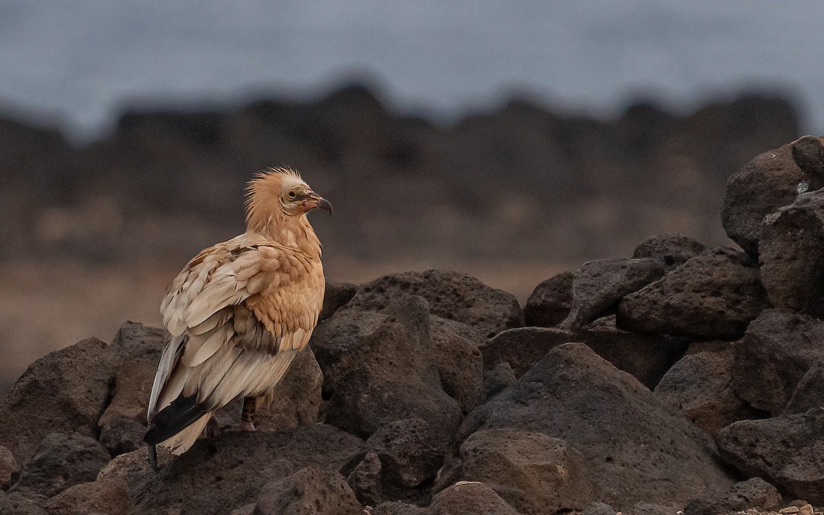 Egyptian Vulture - Wouter Van Gasse