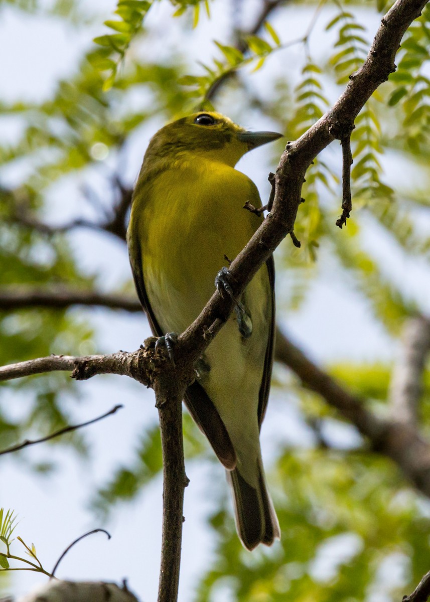 Viréo à gorge jaune - ML620463422