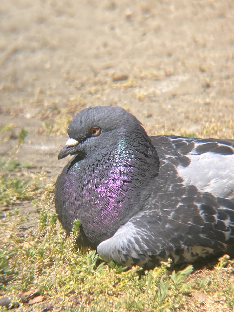 Rock Pigeon (Feral Pigeon) - ML620463423