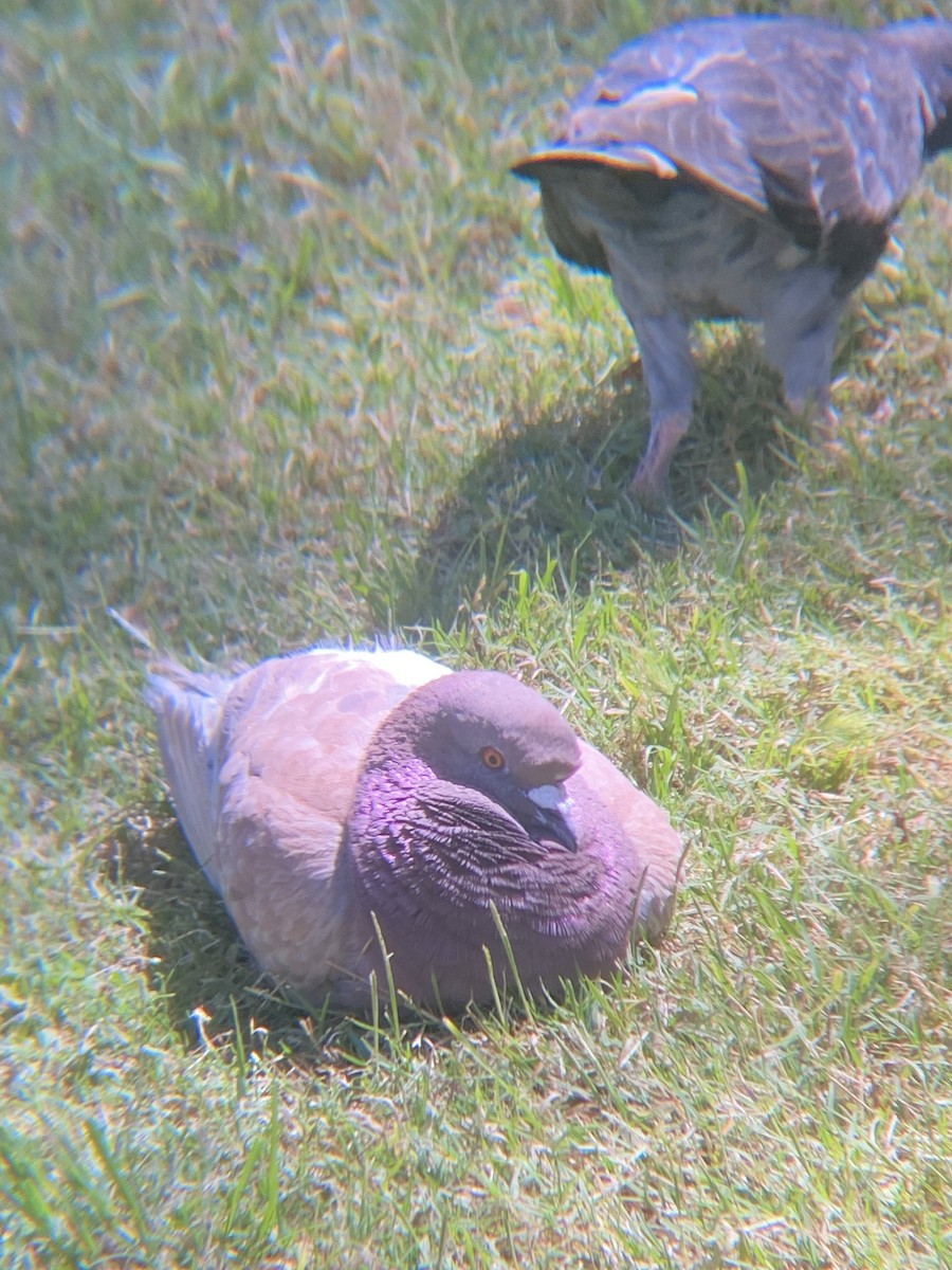 Rock Pigeon (Feral Pigeon) - ML620463424