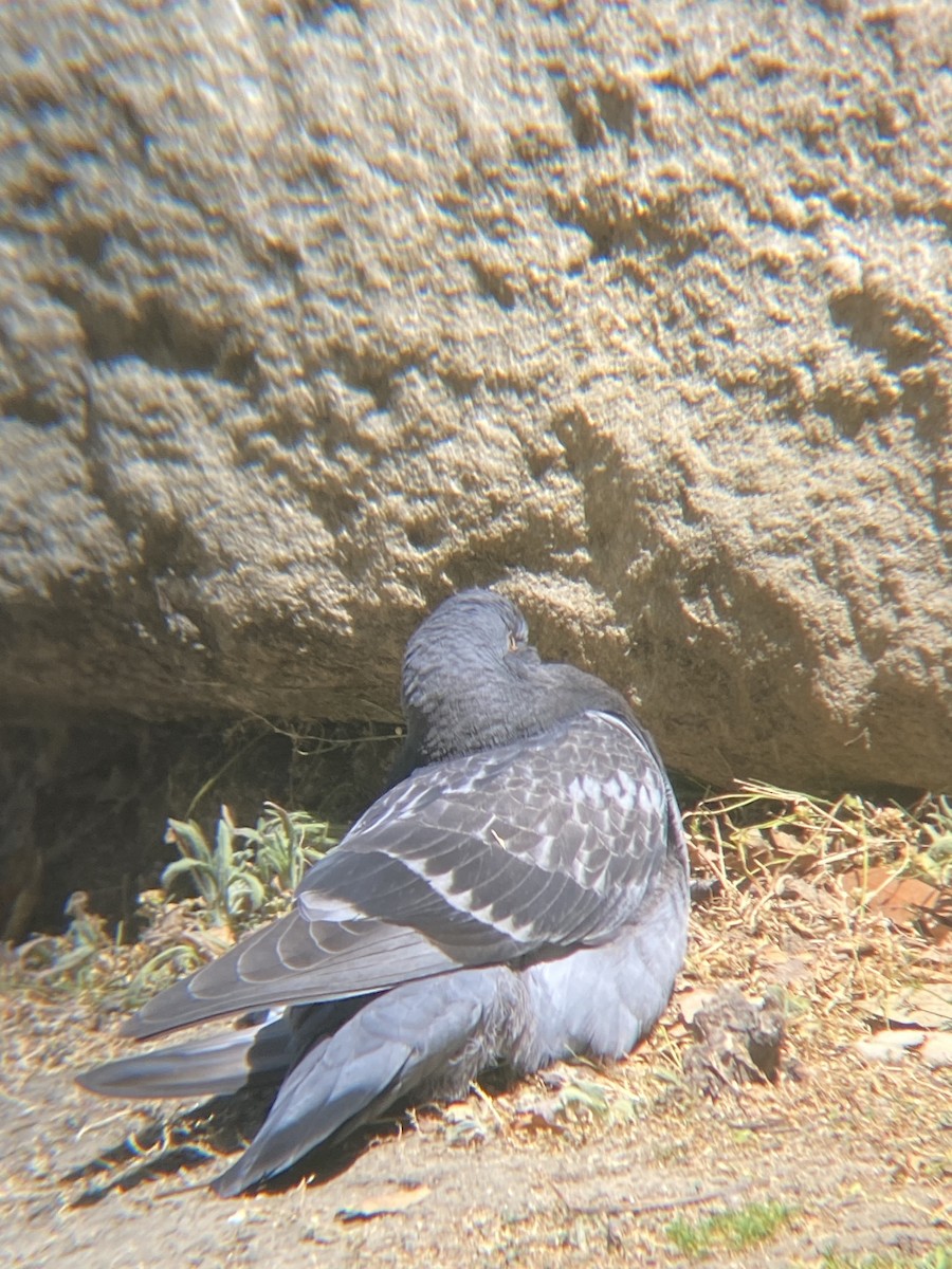 Rock Pigeon (Feral Pigeon) - ML620463426