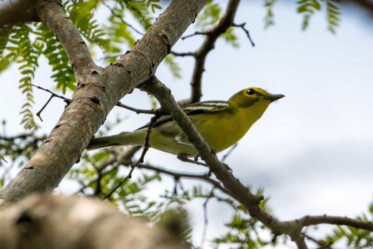 Viréo à gorge jaune - ML620463427