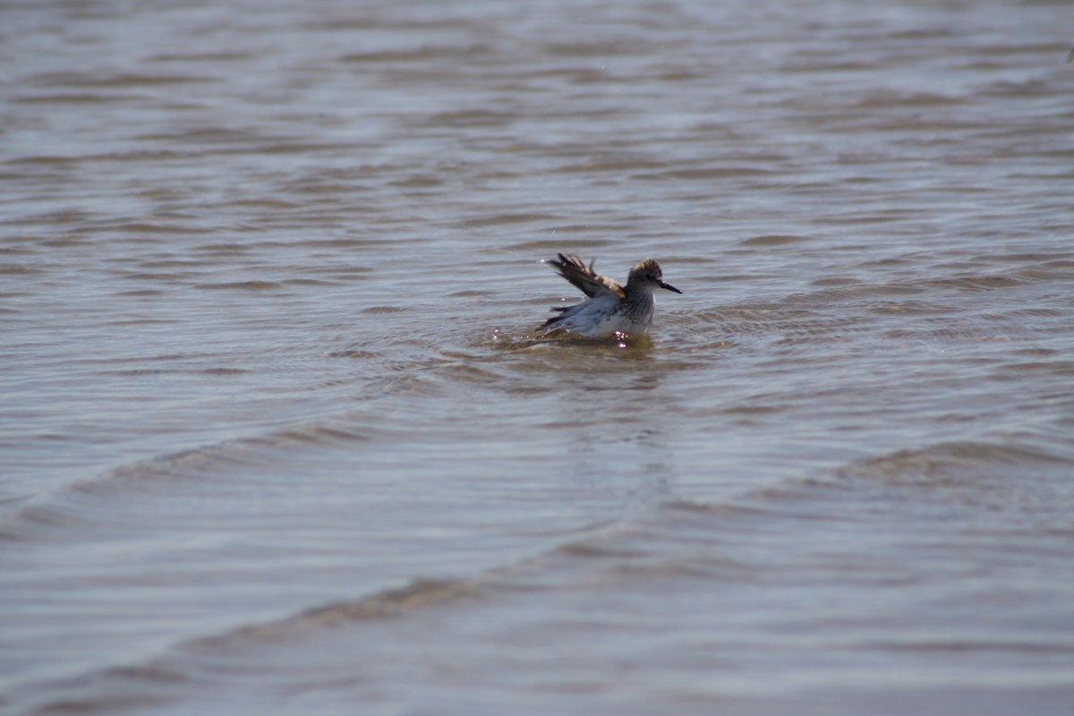 Weißbürzel-Strandläufer - ML620463441