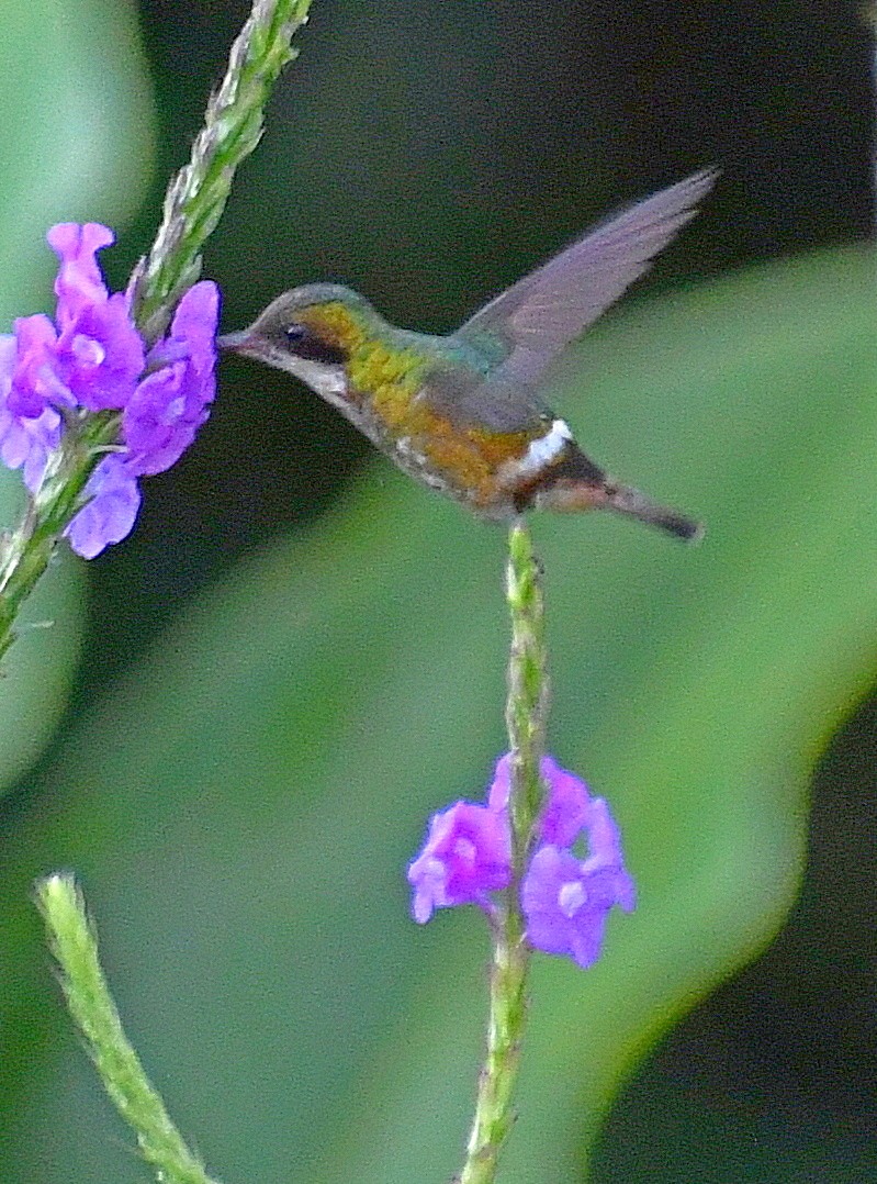 Black-crested Coquette - ML620463449