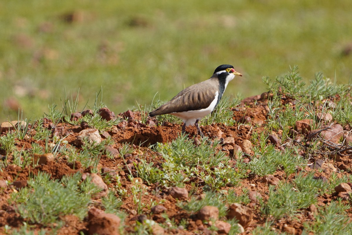 Avefría Tricolor - ML620463450