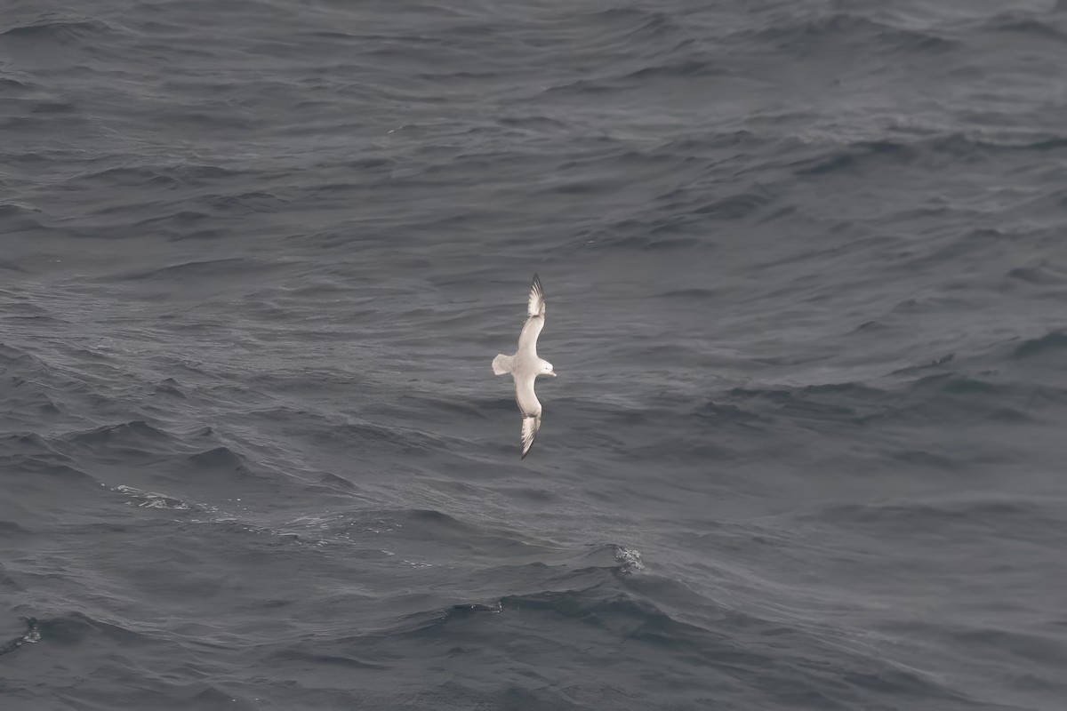 Fulmar argenté - ML620463455