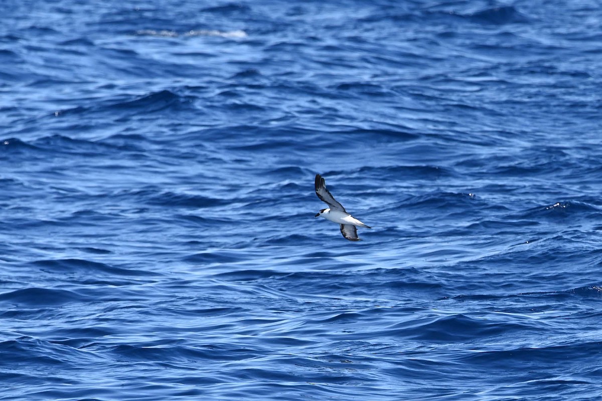 Black-capped Petrel - ML620463457