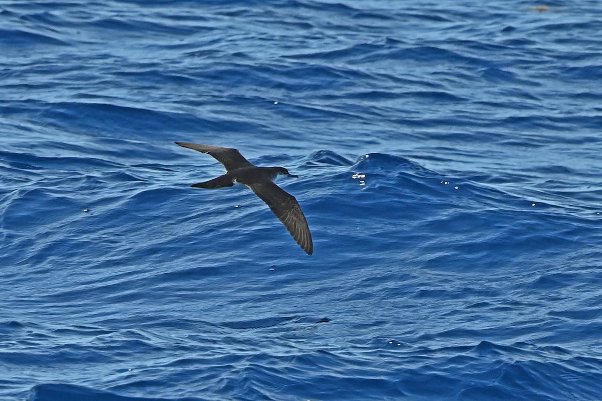 Audubon's Shearwater - ML620463458