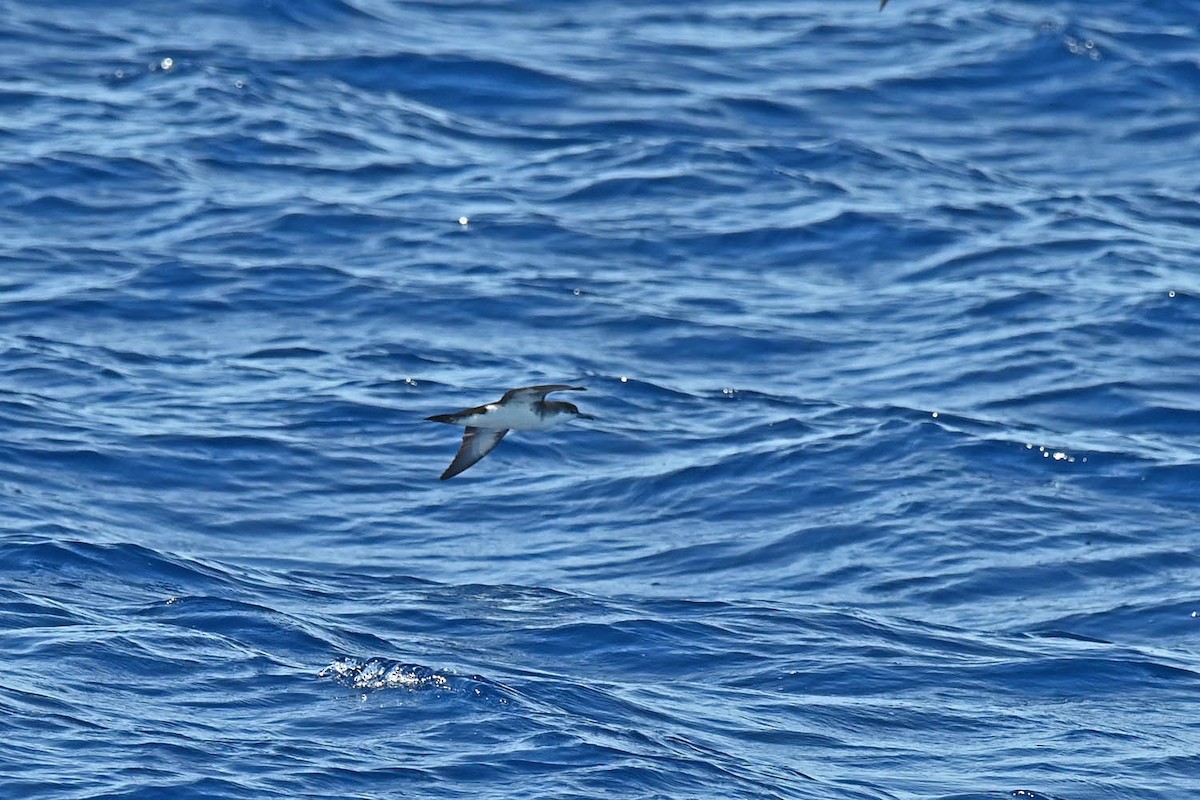 Audubon's Shearwater - ML620463459