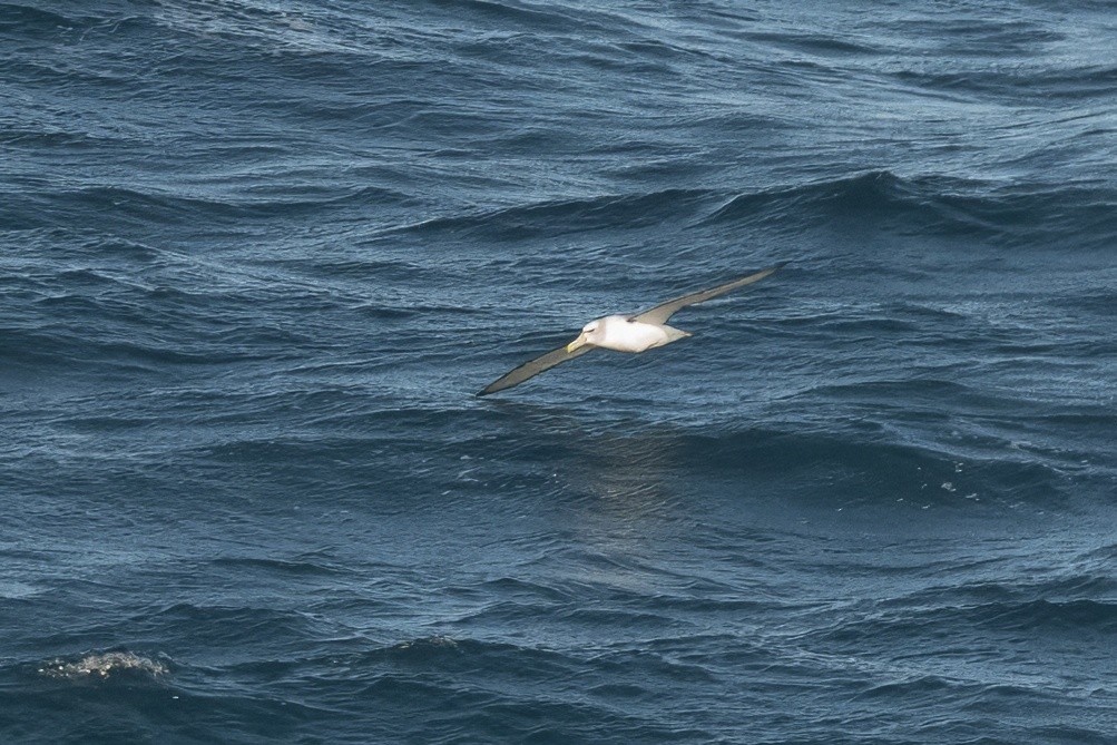 White-capped Albatross - ML620463464