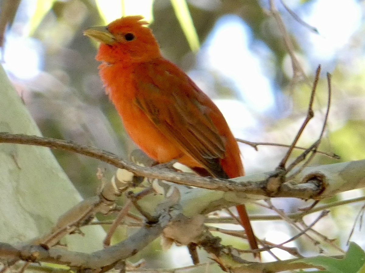 Summer Tanager - ML620463475