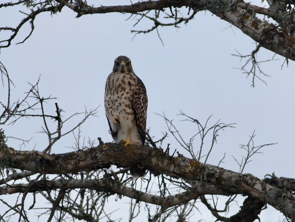 Red-shouldered Hawk - Rhonda Desormeaux