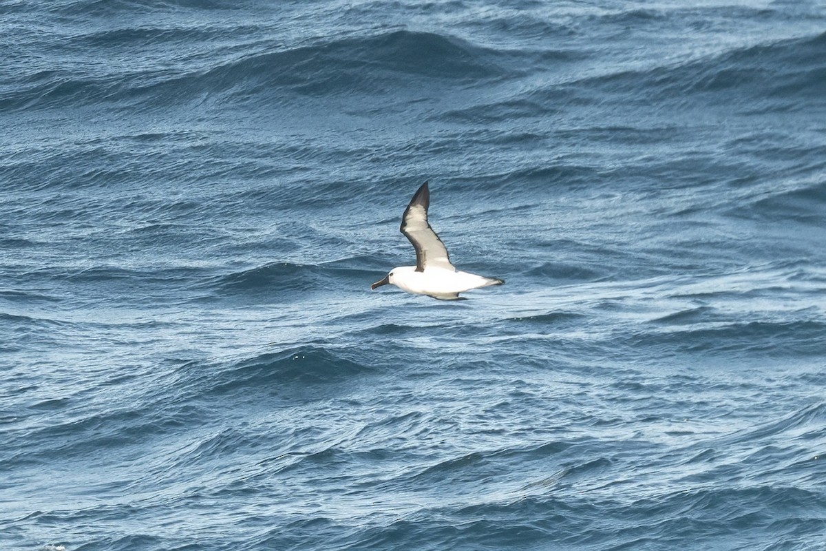 Indian Yellow-nosed Albatross - ML620463484