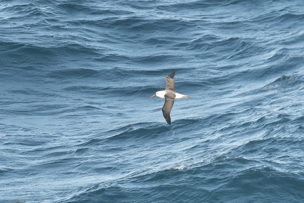 Indian Yellow-nosed Albatross - ML620463485