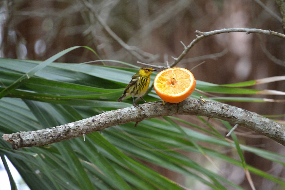 Cape May Warbler - ML620463486