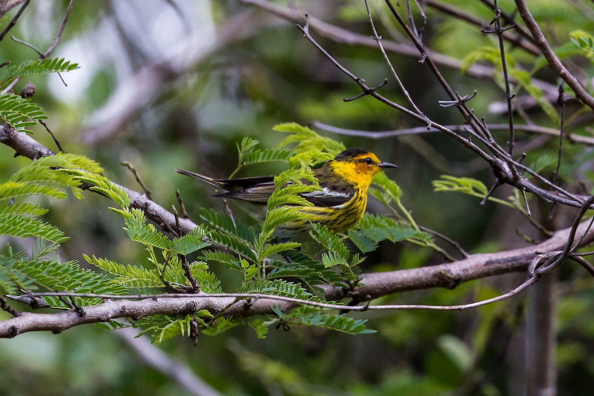 Cape May Warbler - ML620463488