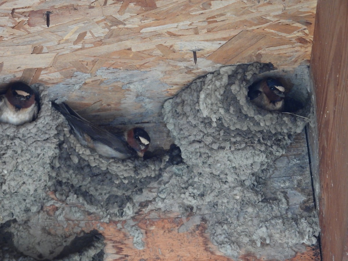 Cliff Swallow - ML620463494