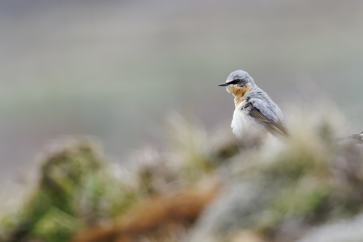 Northern Wheatear - ML620463495