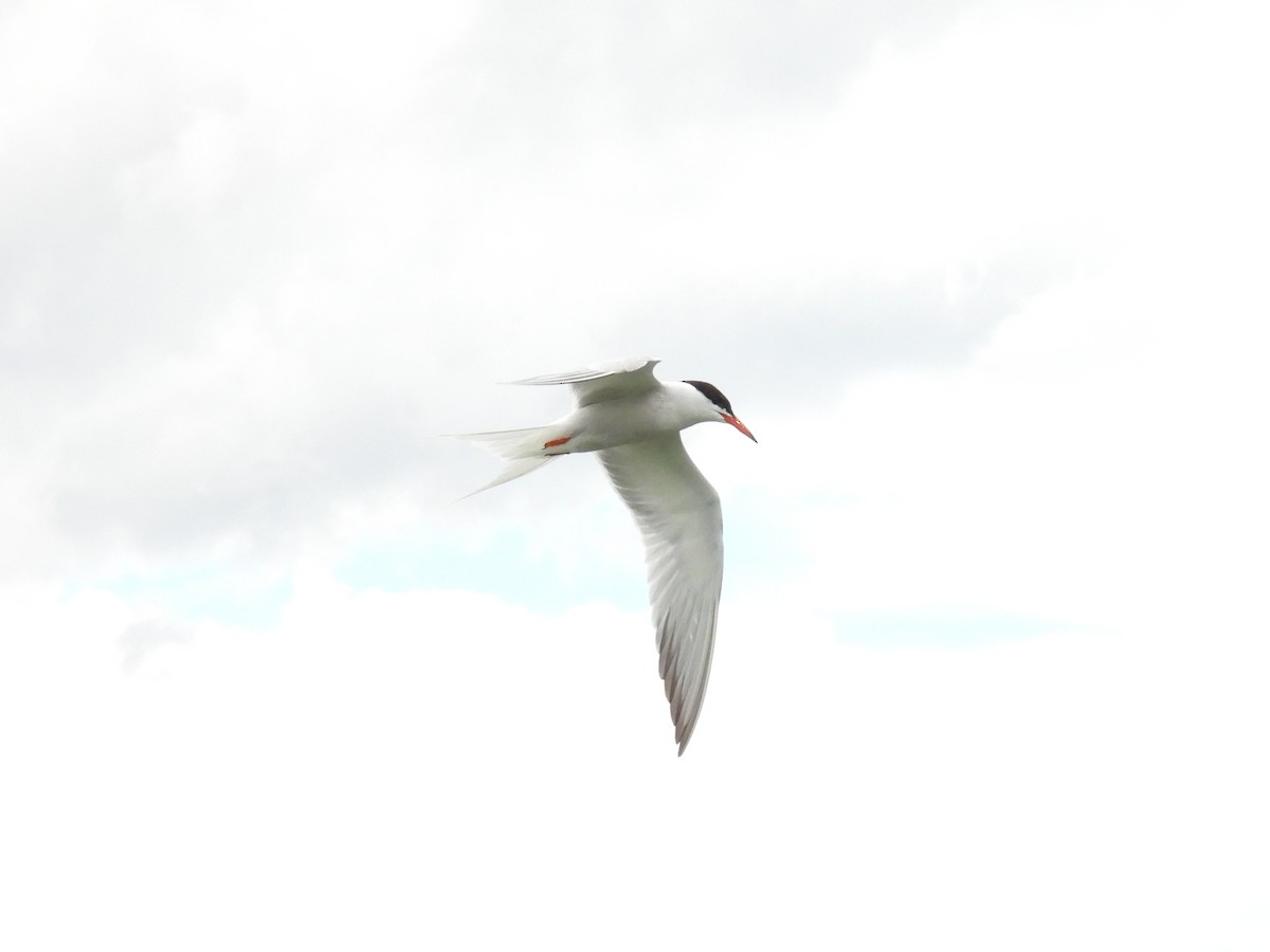 Common Tern - ML620463509