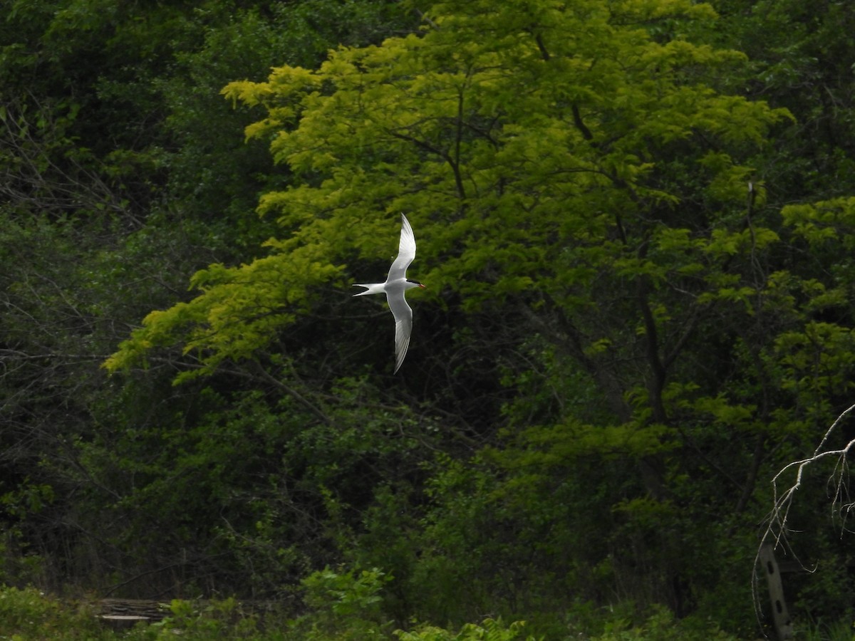 Common Tern - ML620463510