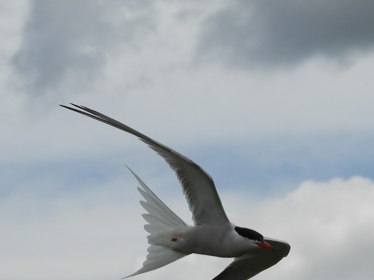 Common Tern - ML620463511