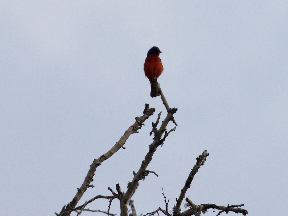 Painted Bunting - ML620463513