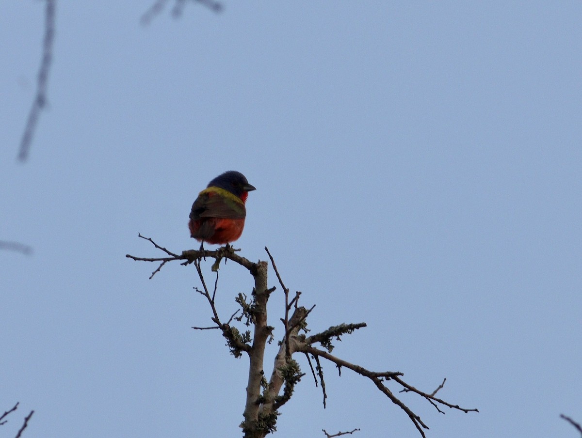 Painted Bunting - ML620463514