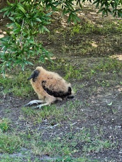 Black Vulture - ML620463517