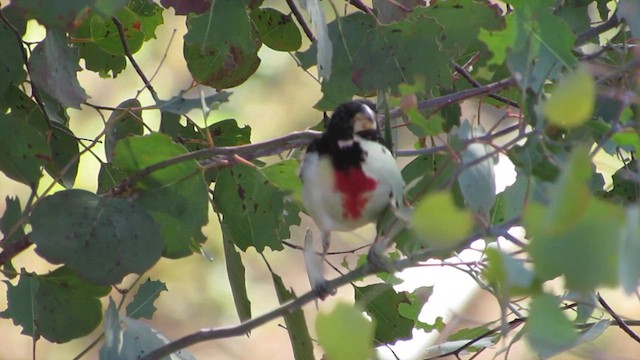 Rose-breasted Grosbeak - ML620463523