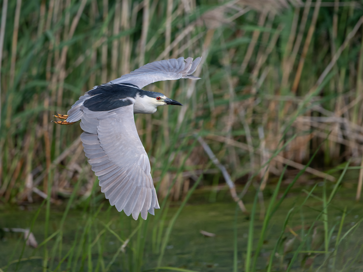 Black-crowned Night Heron - ML620463525