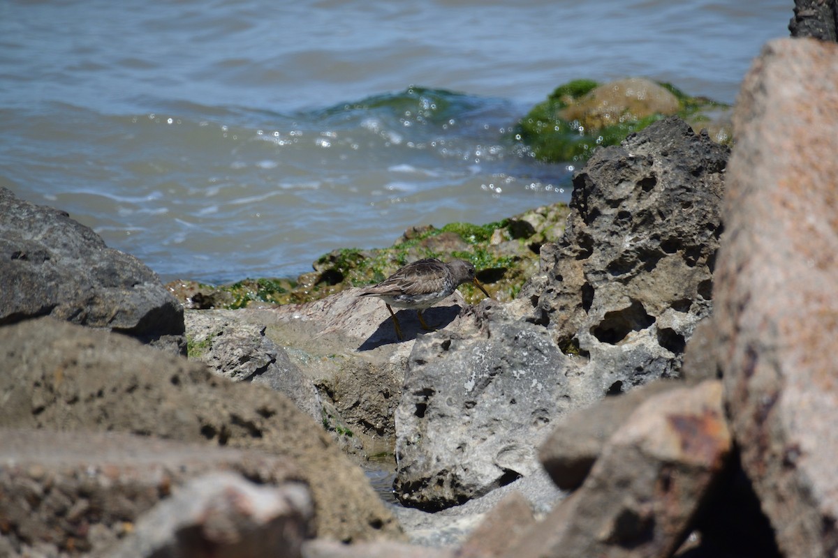 Purple Sandpiper - ML620463528