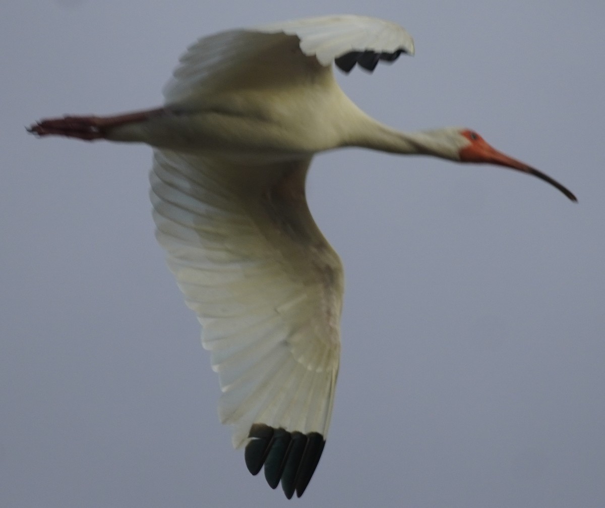 White Ibis - ML620463532