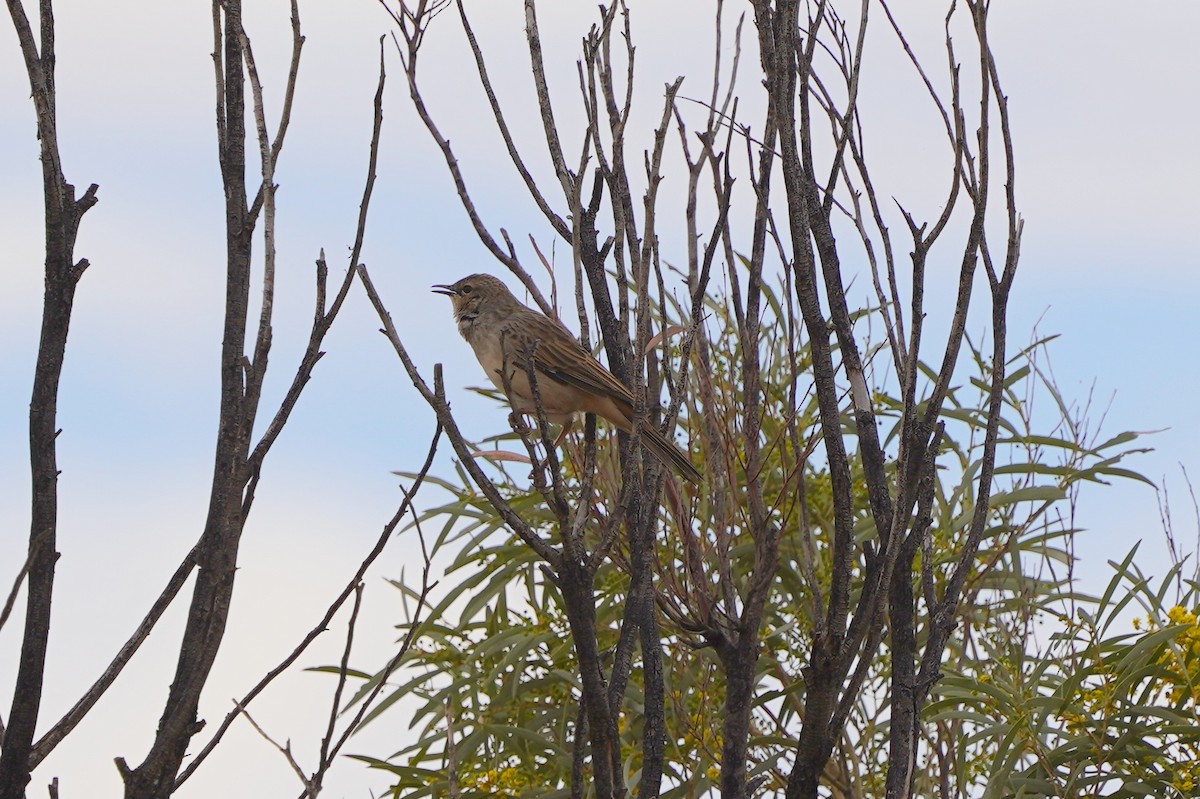 Rufous Songlark - ML620463540