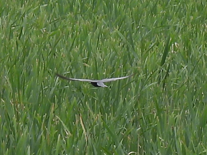 Black Tern - ML620463543