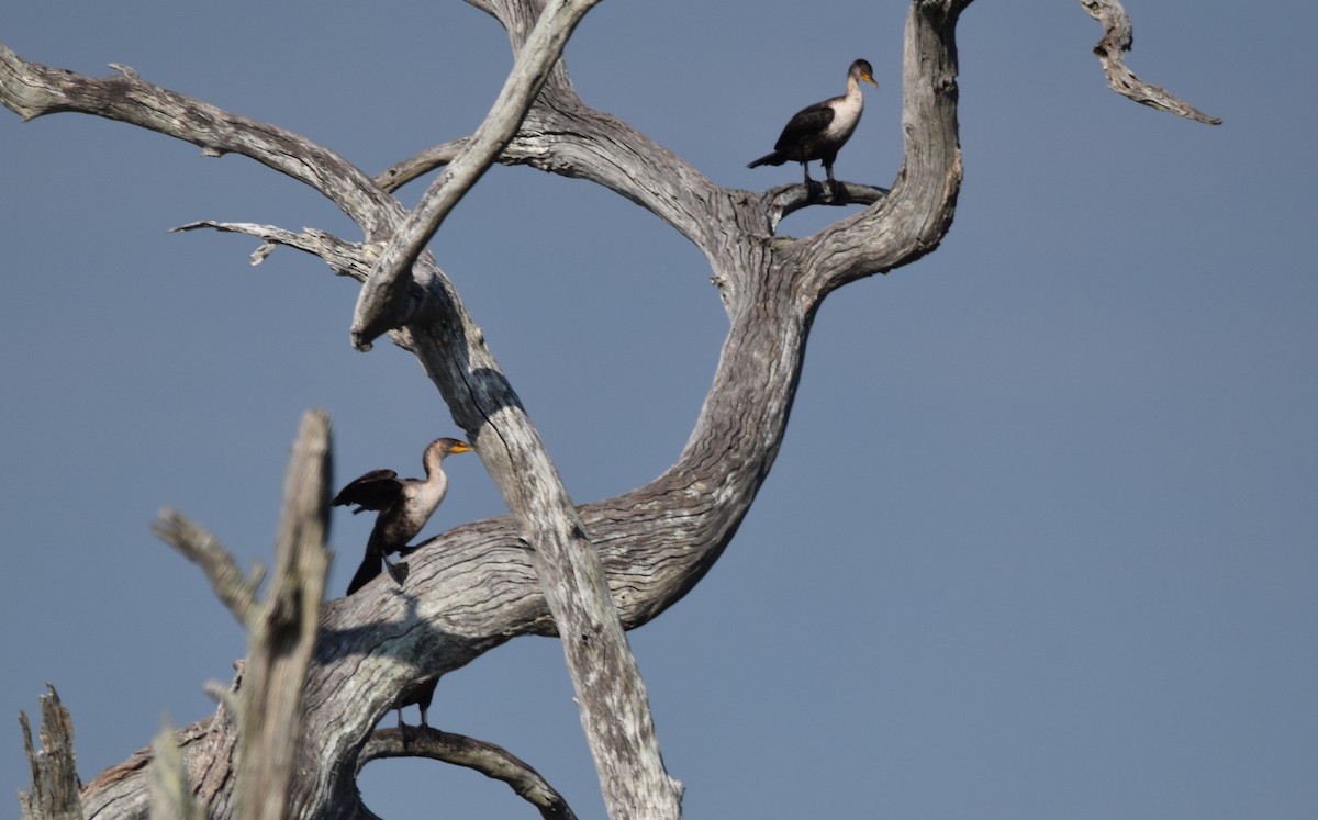 Double-crested Cormorant - ML620463551